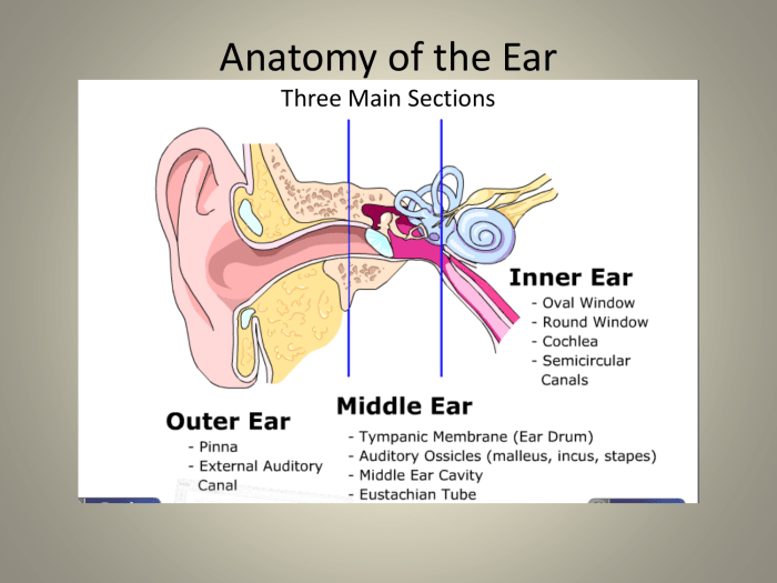 Part of the ear crossword