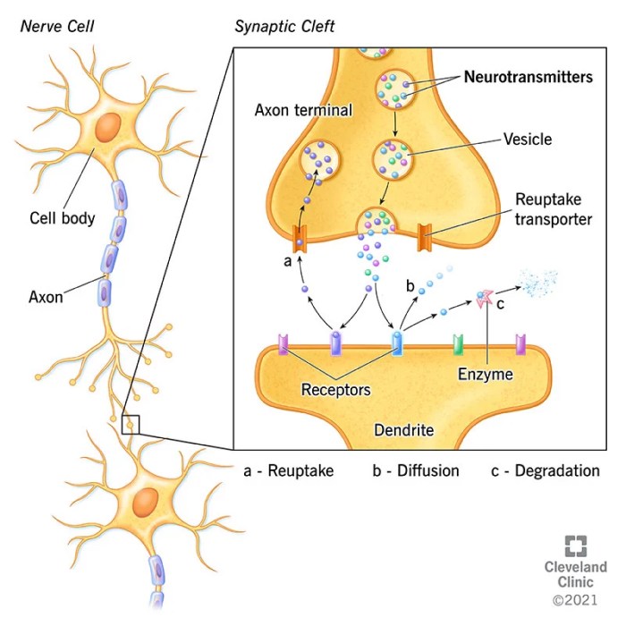 How do drugs affect the brain brainly