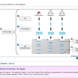 Dna profiling gizmo answer key