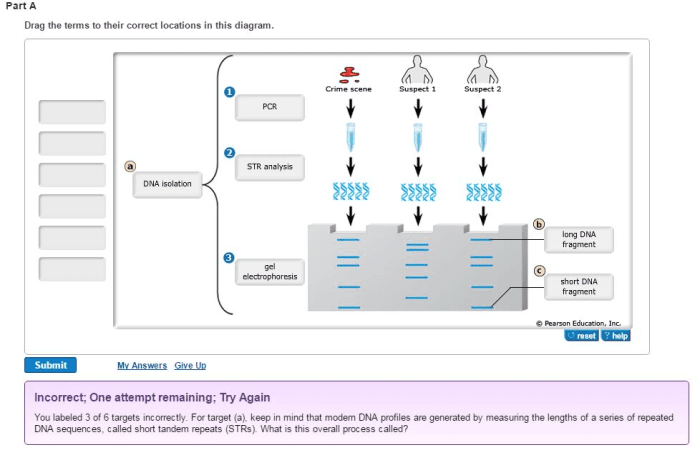 Dna profiling gizmo answer key