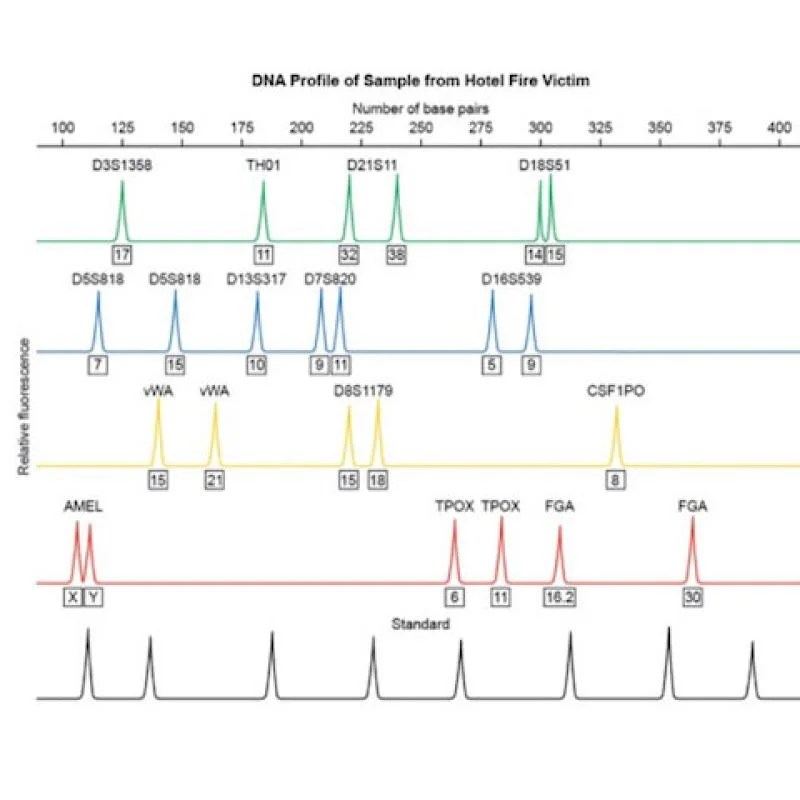 Dna profiling gizmo answer key