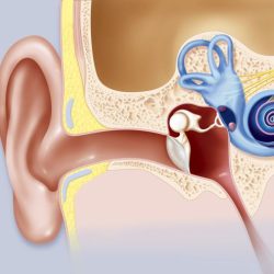 Eustachian tube frog function and location