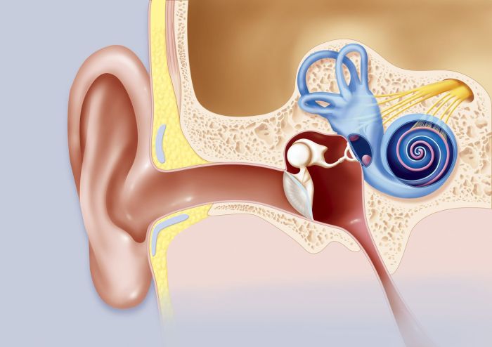 Eustachian tube frog function and location