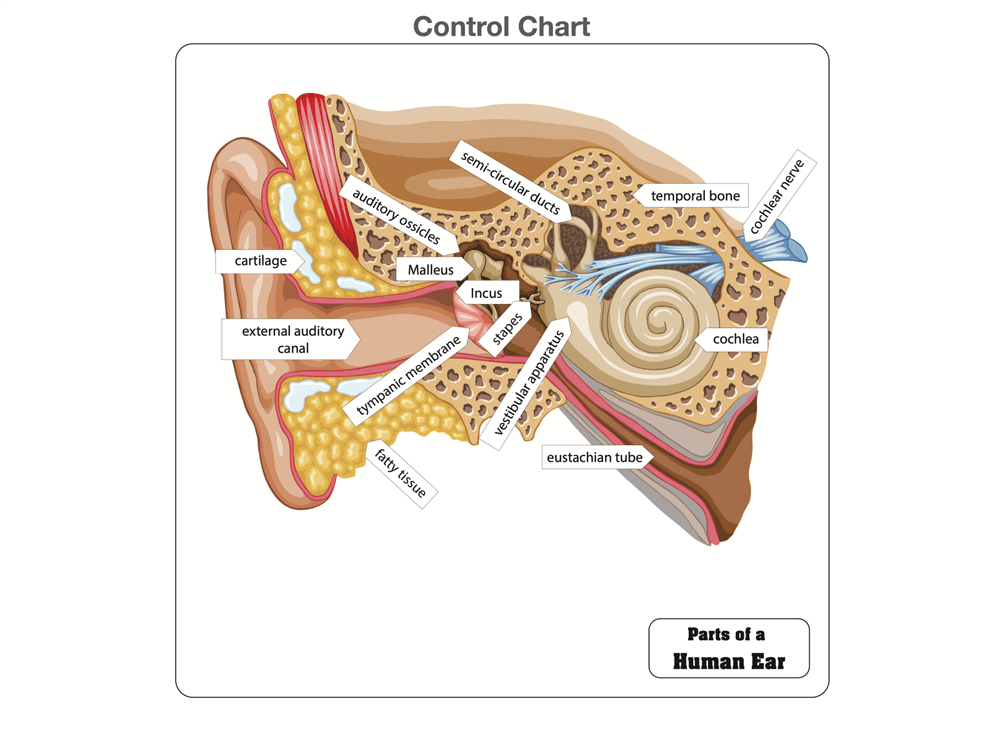 Part of the ear crossword