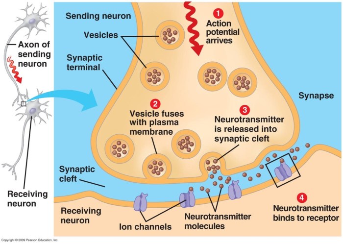 How do drugs affect the brain brainly