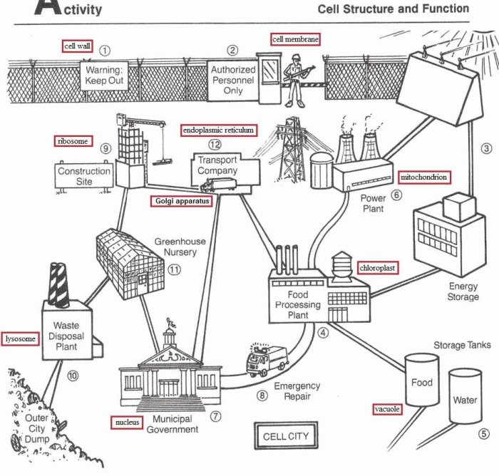 Cell city analogy answer key