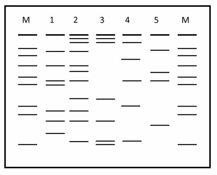 Dna profiling gizmo answer key