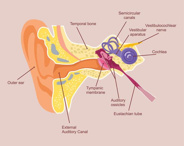 Adenoidectomy neck adenoids removal adenoid located nose great throat glands nassau county behind