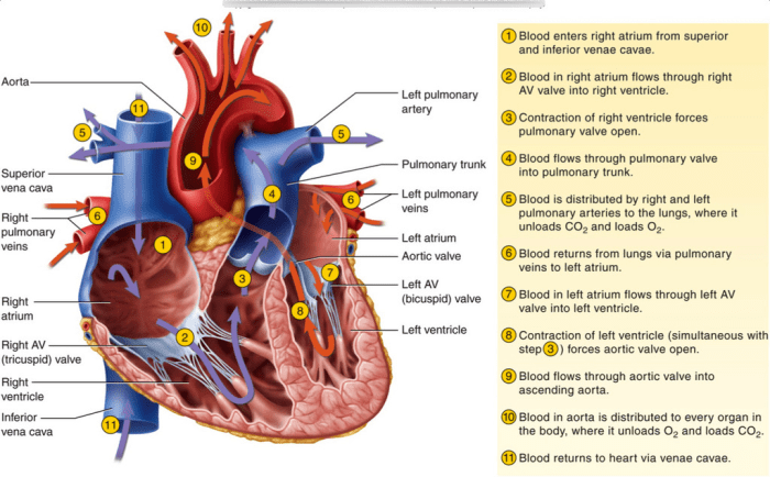 Abdominal assessment hesi case study