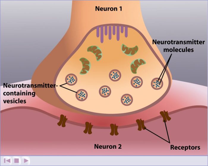 Dopamine serotonin brain natural difference norepinephrine neurotransmitters mood does tyrosine boosters between body affect function do hormone stress increase epinephrine