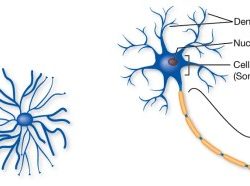 Neurotransmitters neurotransmitter psychology messengers verywell receptor neural