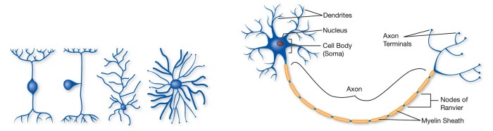 Neurotransmitters neurotransmitter psychology messengers verywell receptor neural