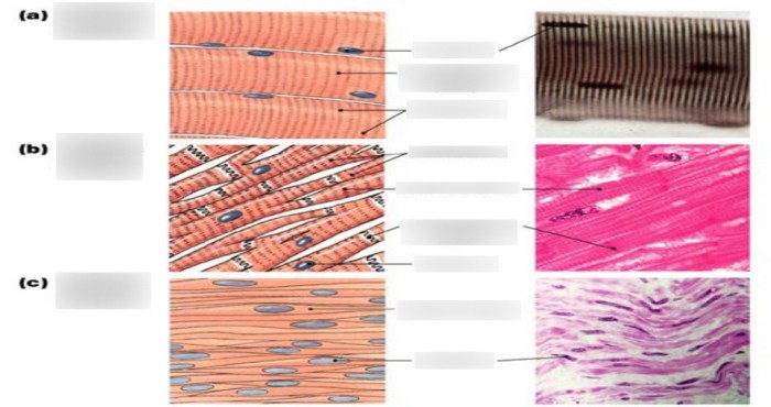 Striated tissue responsible