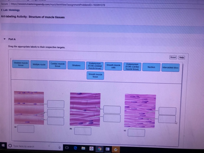 Art-labeling activity structure of muscle tissues