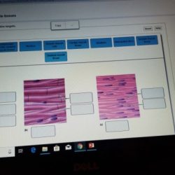 Art-labeling activity structure of muscle tissues