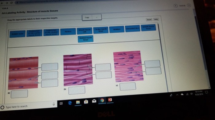 Art-labeling activity structure of muscle tissues