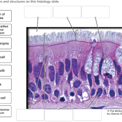 Tissue connective chart tissues anatomy physiology types biology fishersci detailed notes body classroom human supplies teaching textbook medicine micrographs color